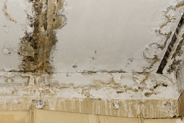 Best Dehumidification Services  in Maeser, UT